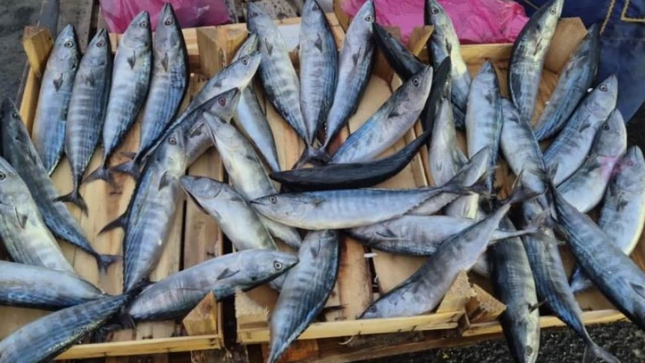 Foto - Tekirdağ’da palamut fiyatları yüz güldürdü
