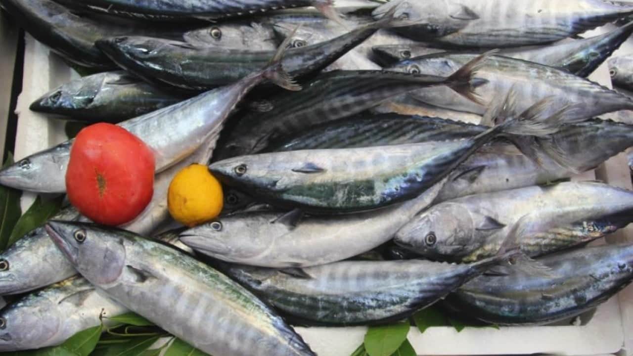 Foto - Tezgahlarda palamut bereketi! 600 gramlık balığın fiyatı 100 liraya düştü