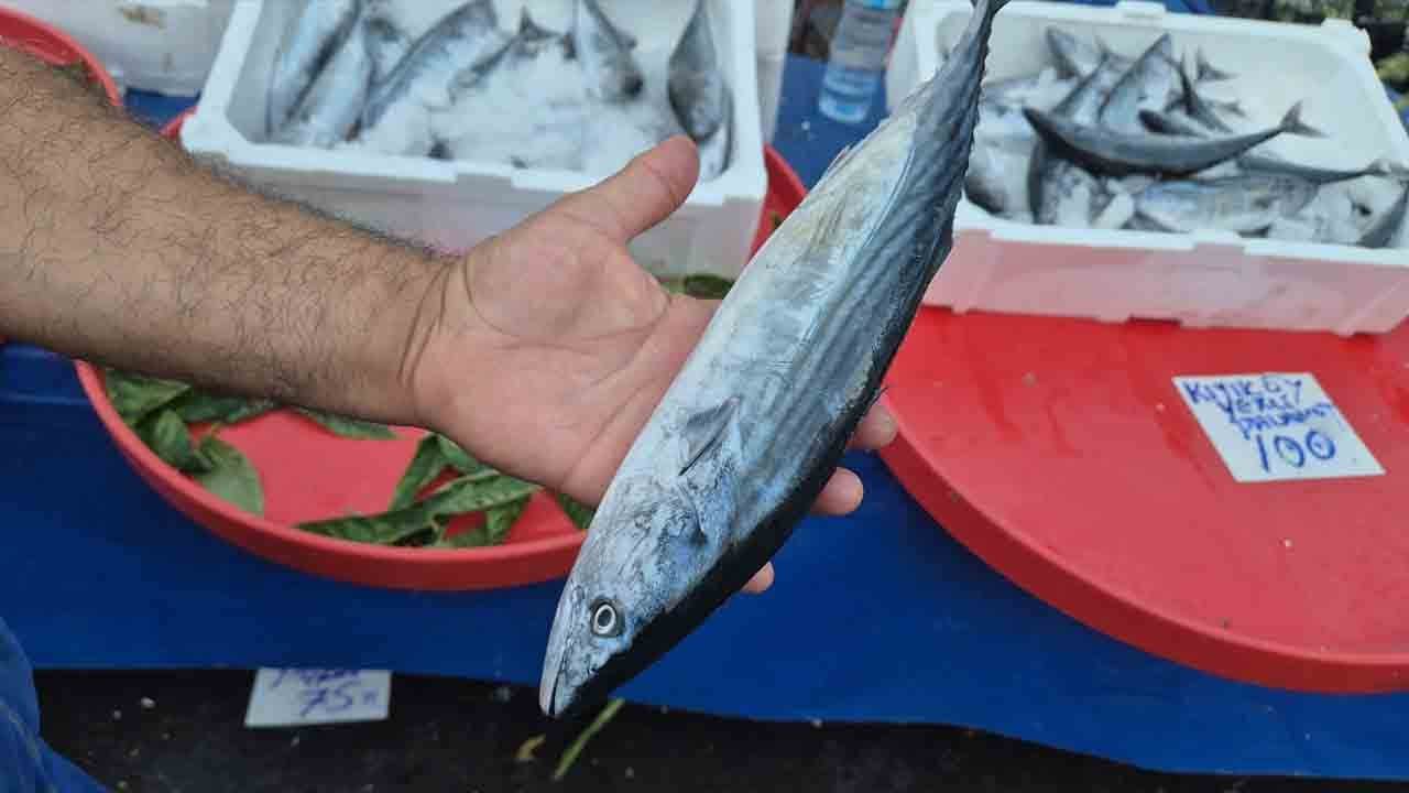 Foto - Tezgâhlarda palamut bolluğu: Fiyatı 75 TL'ye kadar düştü
