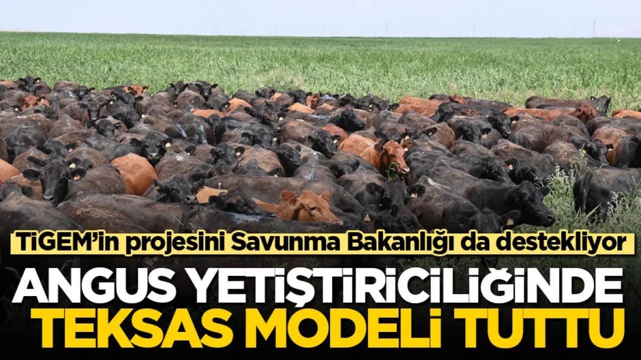 TİGEM’in projesini Savunma Bakanlığı da destekliyor! Angus yetiştiriciliğinde Teksas modeli tuttu