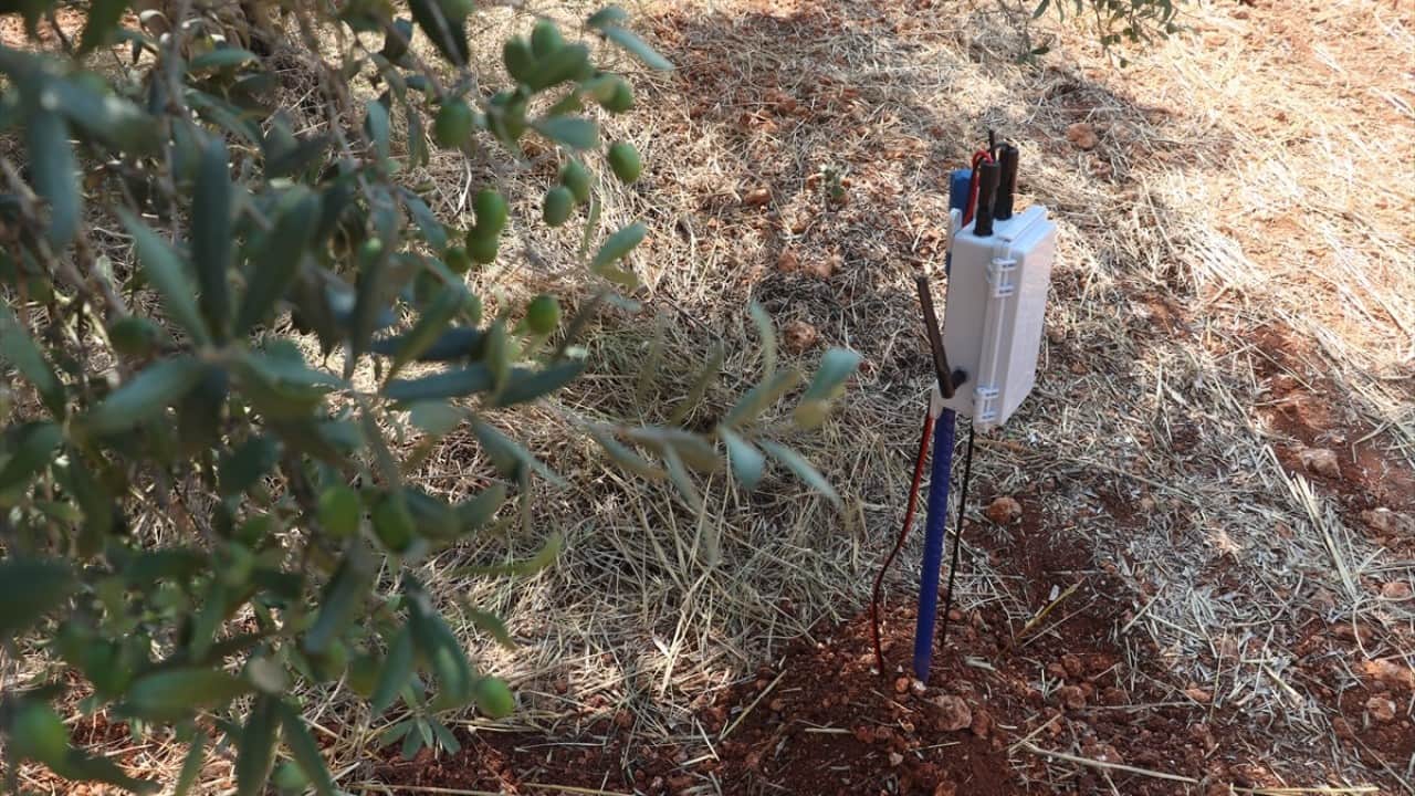 Foto - Tıp doktorluğundan zeytin doktorluğuna yatay geçiş yaptılar