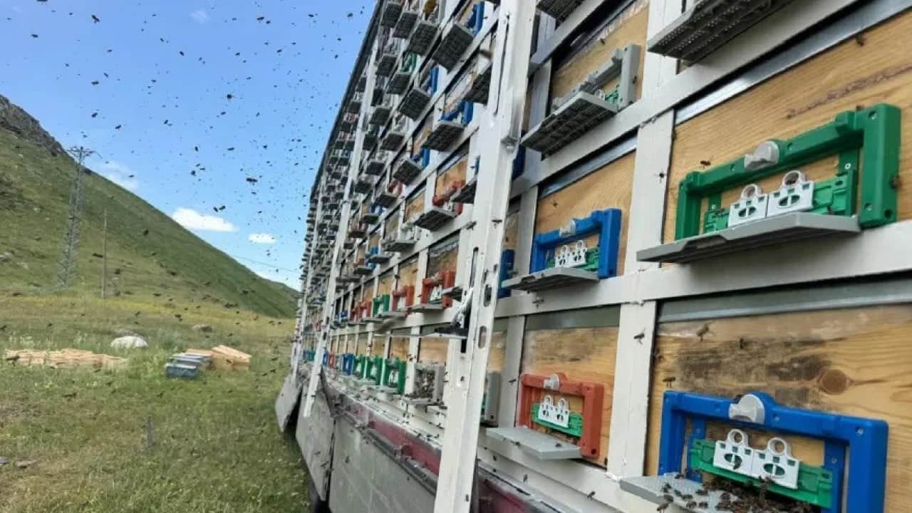 Foto - TIR’da bal üretim tesisi kurdu! Şimdi hasat zamanı