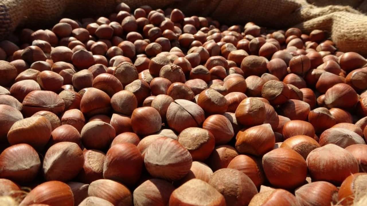 Foto - TMO noktayı koydu! Asla geçen yılın mahsulü alınmayacak