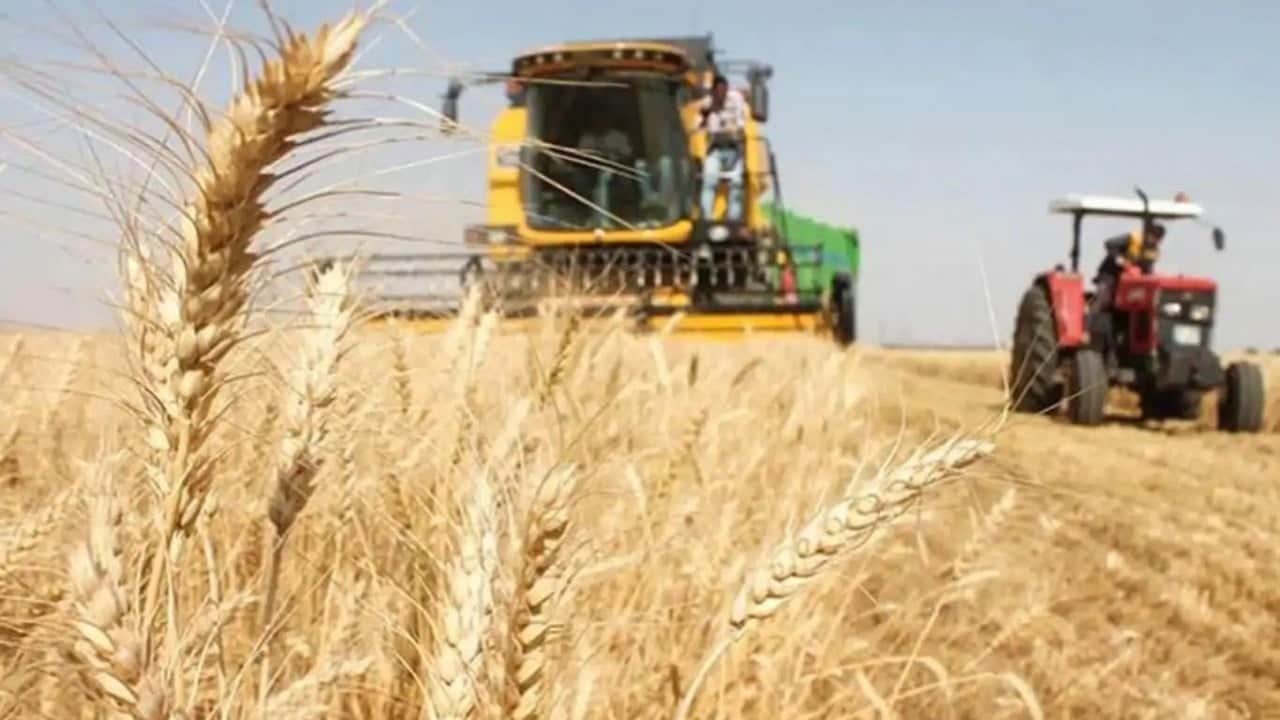 Foto - TMO'dan cumhuriyet rekoru: 12.3 milyon tonluk alım