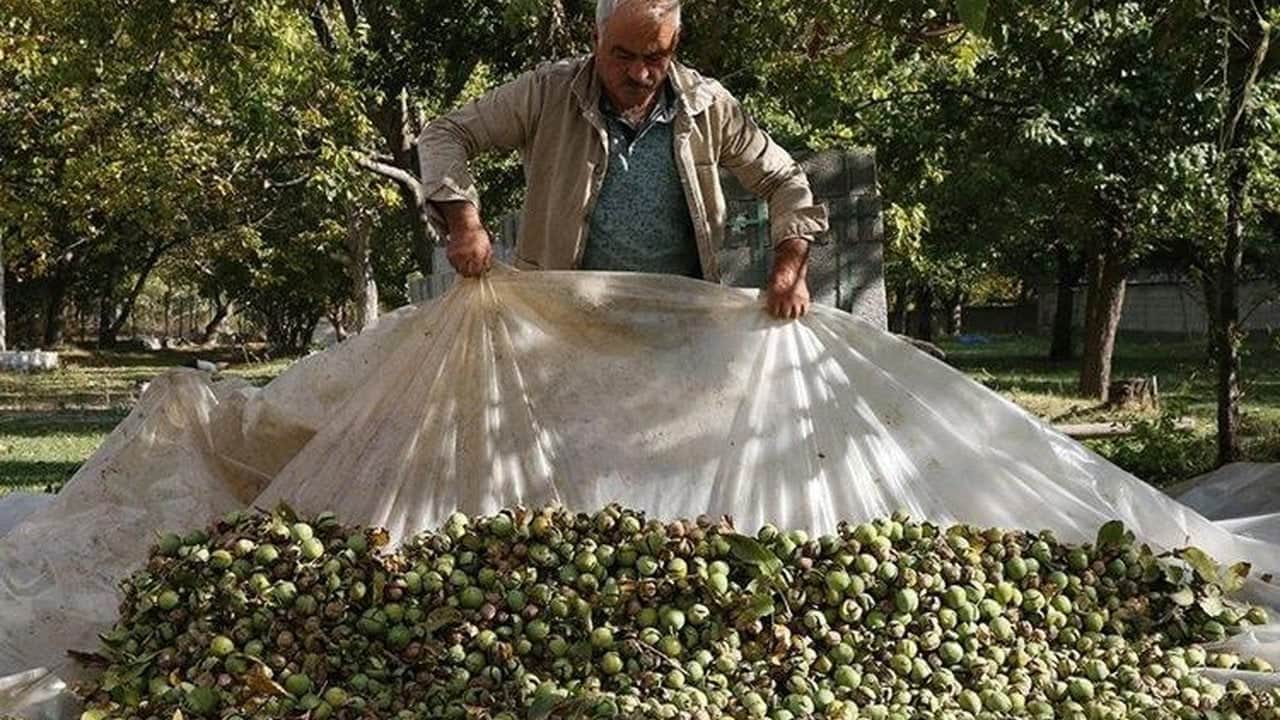 Foto - Tonlarca ceviz telef oldu, üreticiler büyük şokta! Tarladaki zayiat sonrası rekolte 7 bin tondan o rakama düştü