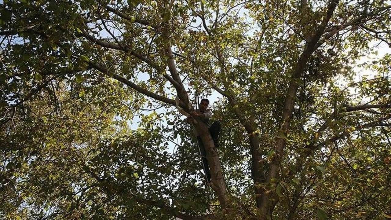 Foto - Tonlarca ceviz telef oldu, üreticiler büyük şokta! Tarladaki zayiat sonrası rekolte 7 bin tondan o rakama düştü