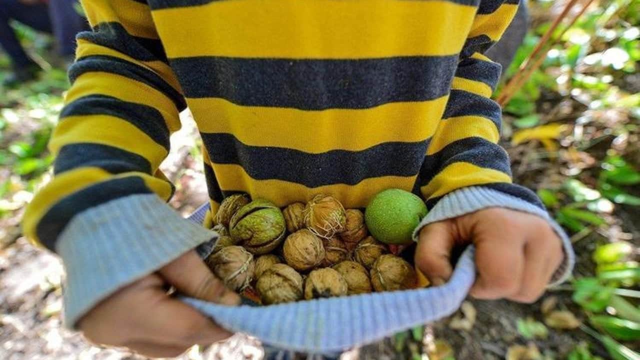 Foto - Tonlarca ceviz telef oldu, üreticiler büyük şokta! Tarladaki zayiat sonrası rekolte 7 bin tondan o rakama düştü