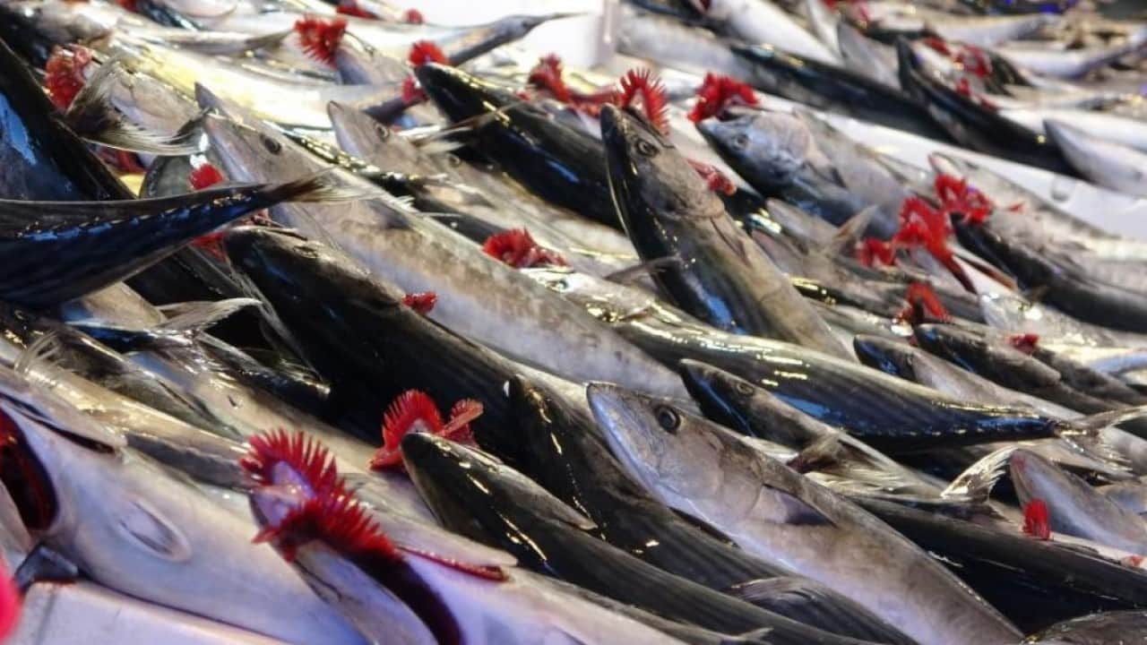 Foto - Trabzon’da palamut bereketi! 1 Eylül’den bu yana 1.300 ton avlandı
