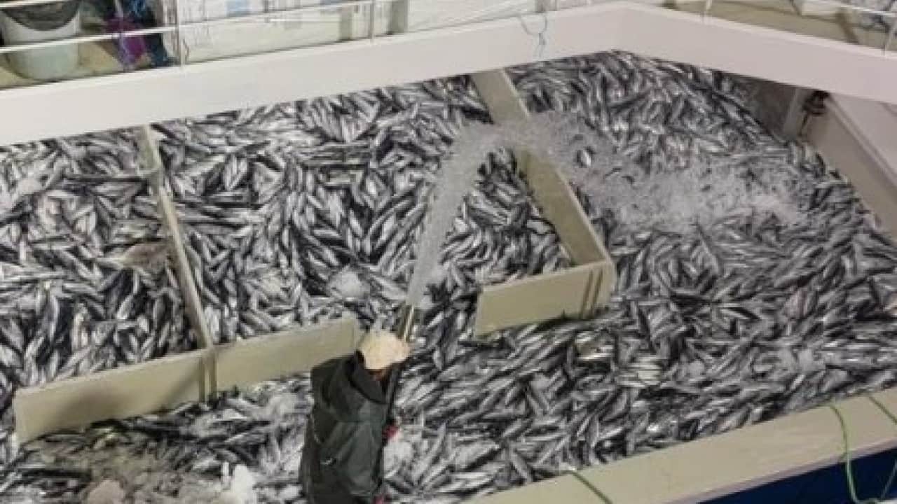 Foto - Trabzon’da palamut bereketi! 1 Eylül’den bu yana 1.300 ton avlandı