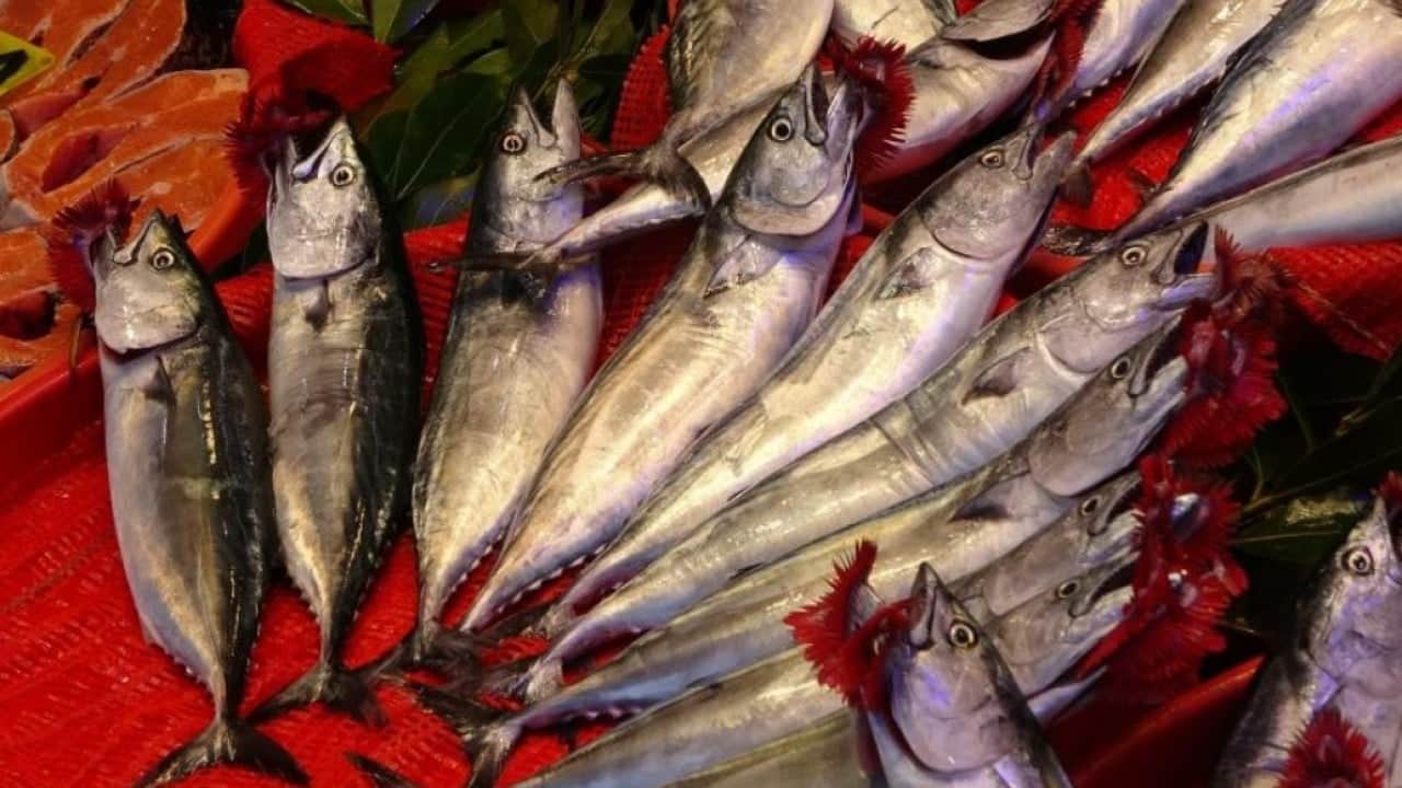 Trabzon’da palamut bereketi! 1 Eylül’den bu yana 1.300 ton avlandı