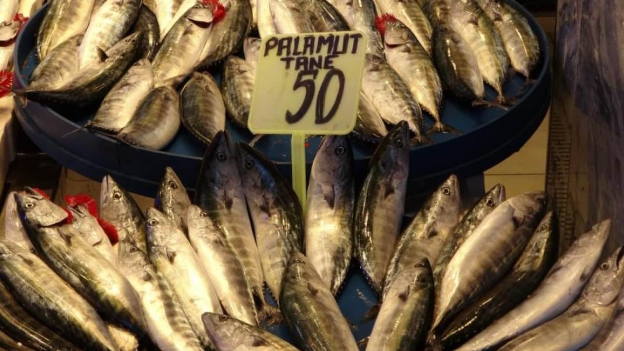 Foto - Trabzon’da palamut bereketi! 1 Eylül’den bu yana 1.300 ton avlandı