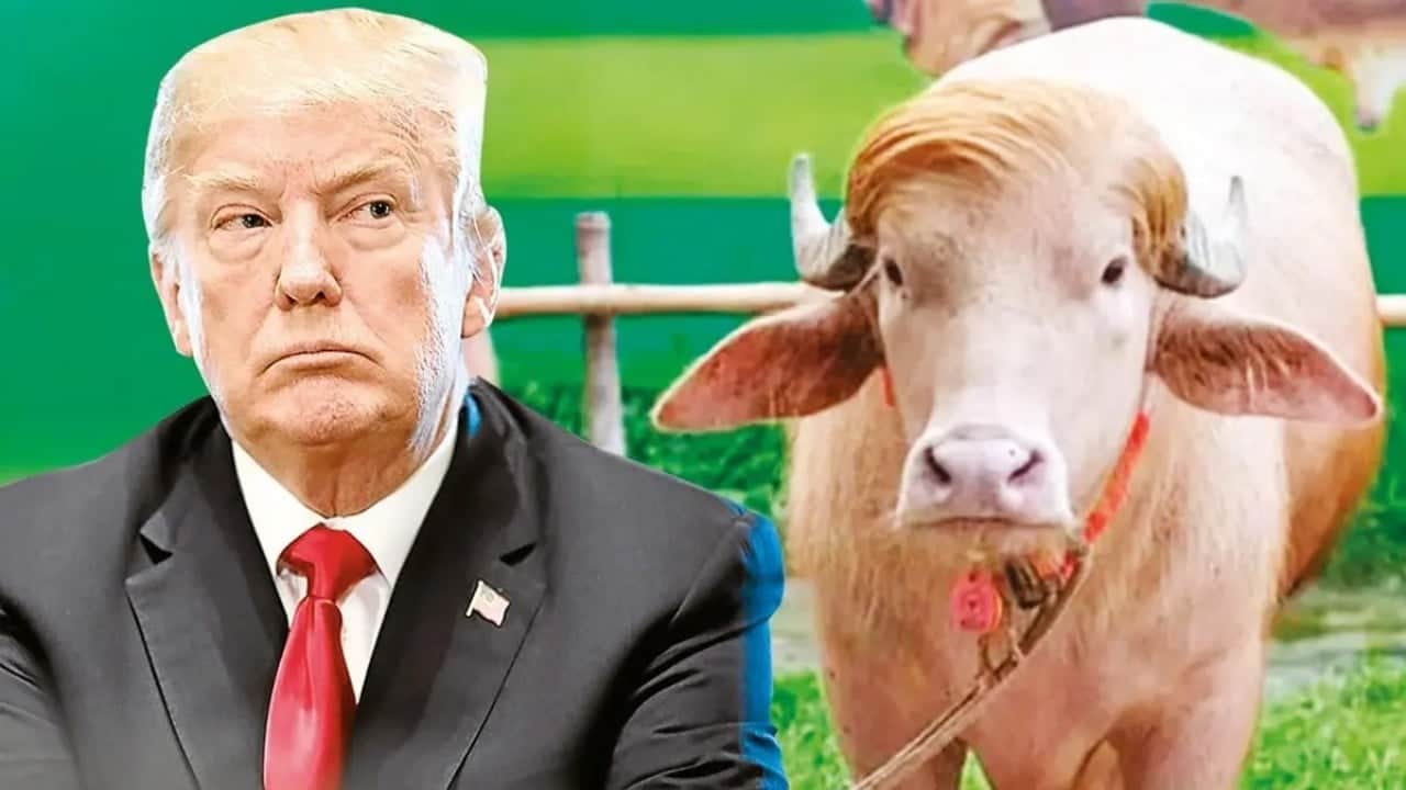 Foto - Trump, ithalat kotasını geçici olarak artırdı ABD’de sığır kalmadı
