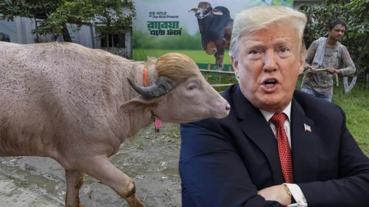 Foto - Trump, ithalat kotasını geçici olarak artırdı ABD’de sığır kalmadı
