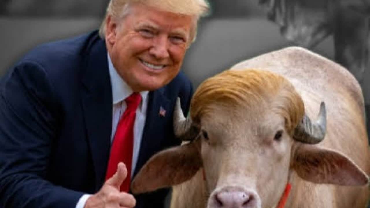 Foto - Trump, ithalat kotasını geçici olarak artırdı ABD’de sığır kalmadı