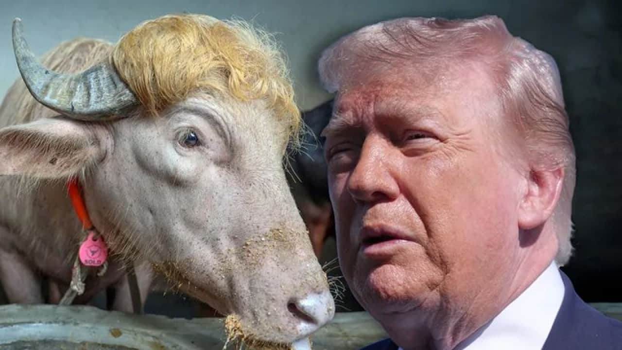 Foto - Trump, ithalat kotasını geçici olarak artırdı ABD’de sığır kalmadı
