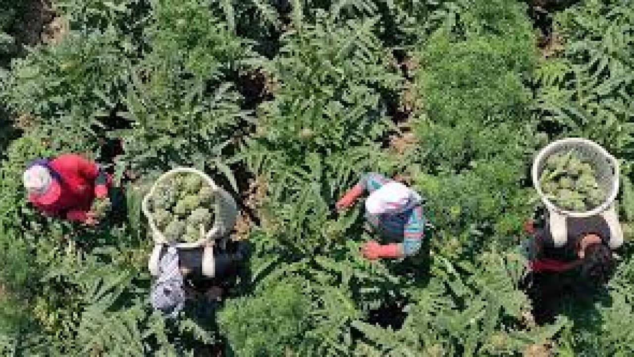 Foto - Türk tarımını vuracak hamle: Alarm sisteminde ilk sıraya yazdılar