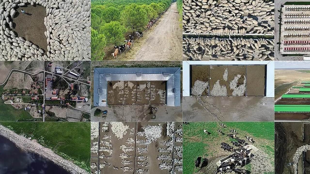 Foto - Türkiye, AB’yi ezdi geçti! ‘Hayvancılık bitmiş’ diyen fondaşlara en güzel cevap