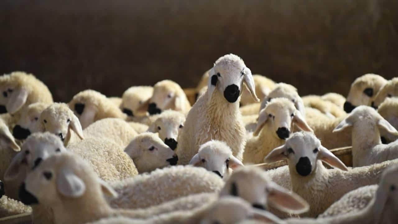 Foto - Türkiye, AB’yi ezdi geçti! ‘Hayvancılık bitmiş’ diyen fondaşlara en güzel cevap