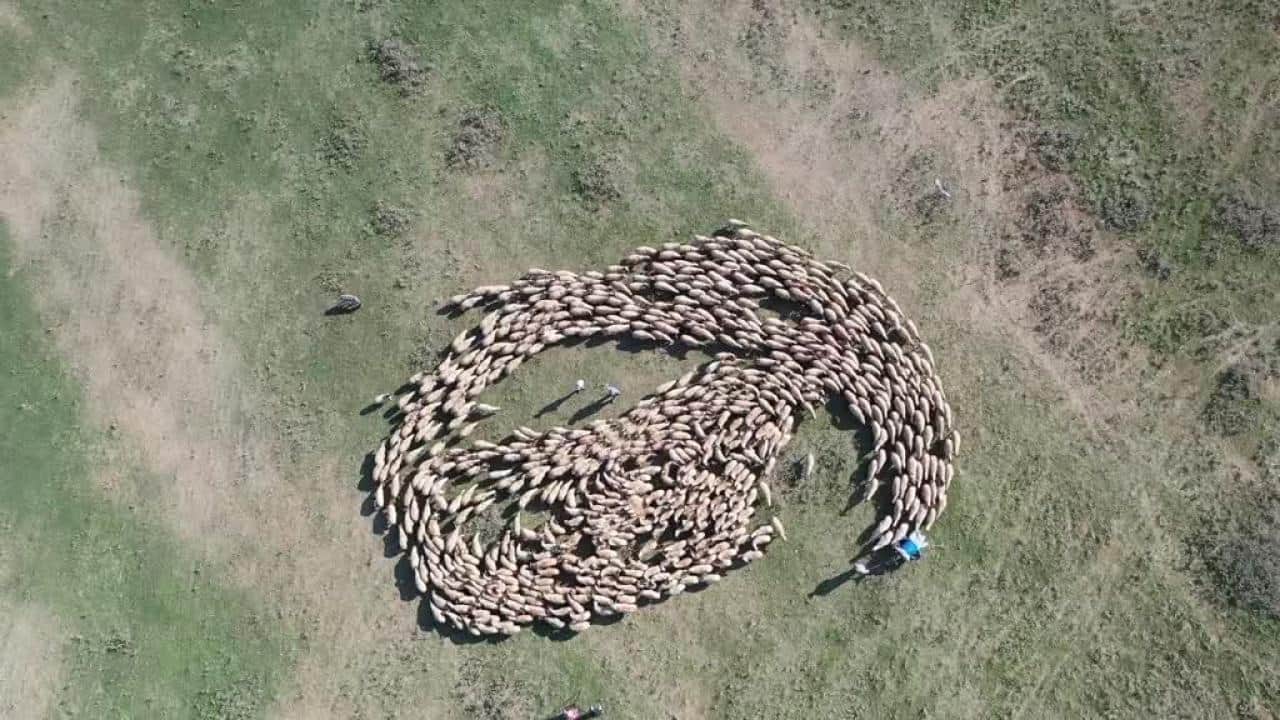 Foto - Türkiye, AB’yi ezdi geçti! ‘Hayvancılık bitmiş’ diyen fondaşlara en güzel cevap
