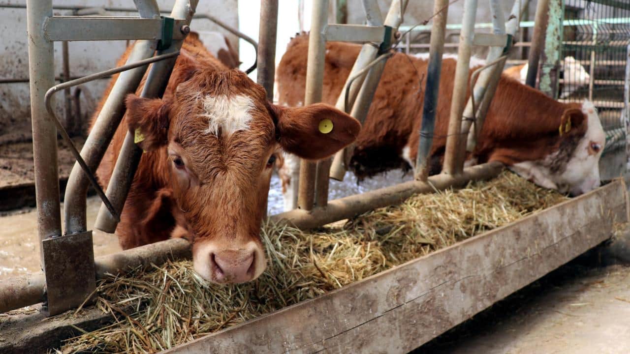 Foto - Türkiye, AB’yi ezdi geçti! ‘Hayvancılık bitmiş’ diyen fondaşlara en güzel cevap