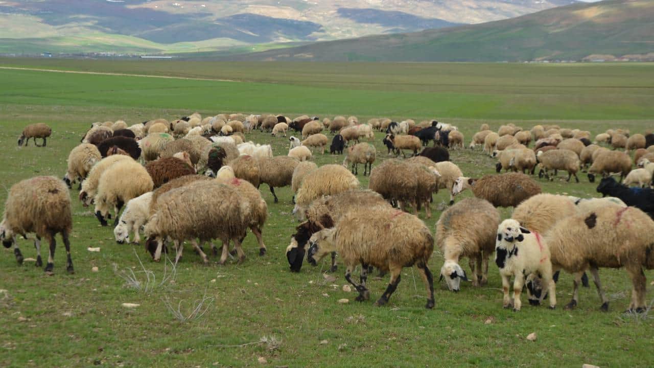 Foto - Türkiye, AB’yi ezdi geçti! ‘Hayvancılık bitmiş’ diyen fondaşlara en güzel cevap