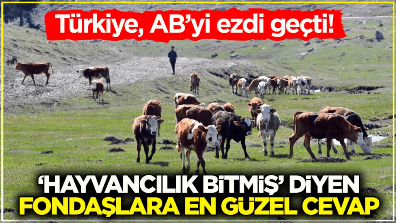 Türkiye, AB’yi ezdi geçti! ‘Hayvancılık bitmiş’ diyen fondaşlara en güzel cevap