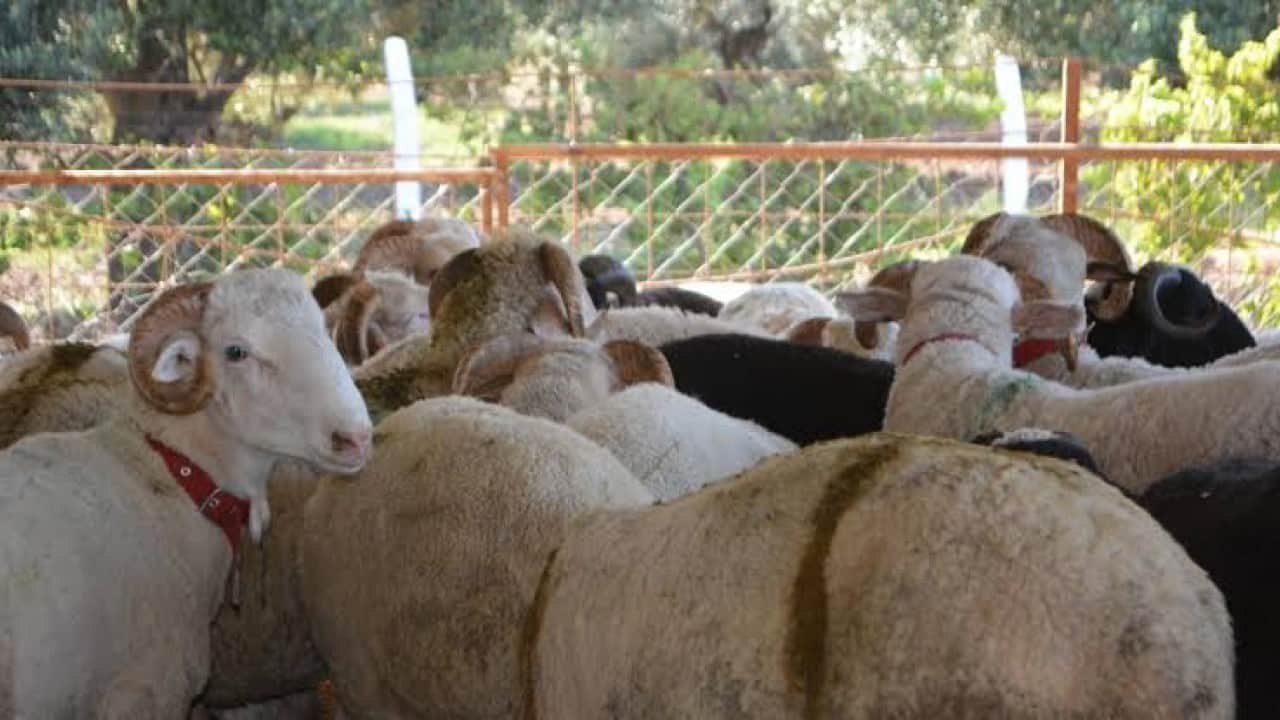 Foto - Türkiye, AB’yi ezdi geçti! ‘Hayvancılık bitmiş’ diyen fondaşlara en güzel cevap