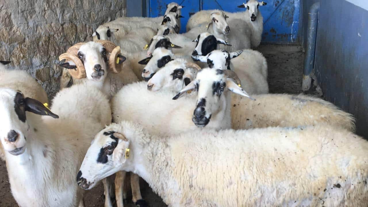 Foto - Türkiye, AB’yi ezdi geçti! ‘Hayvancılık bitmiş’ diyen fondaşlara en güzel cevap