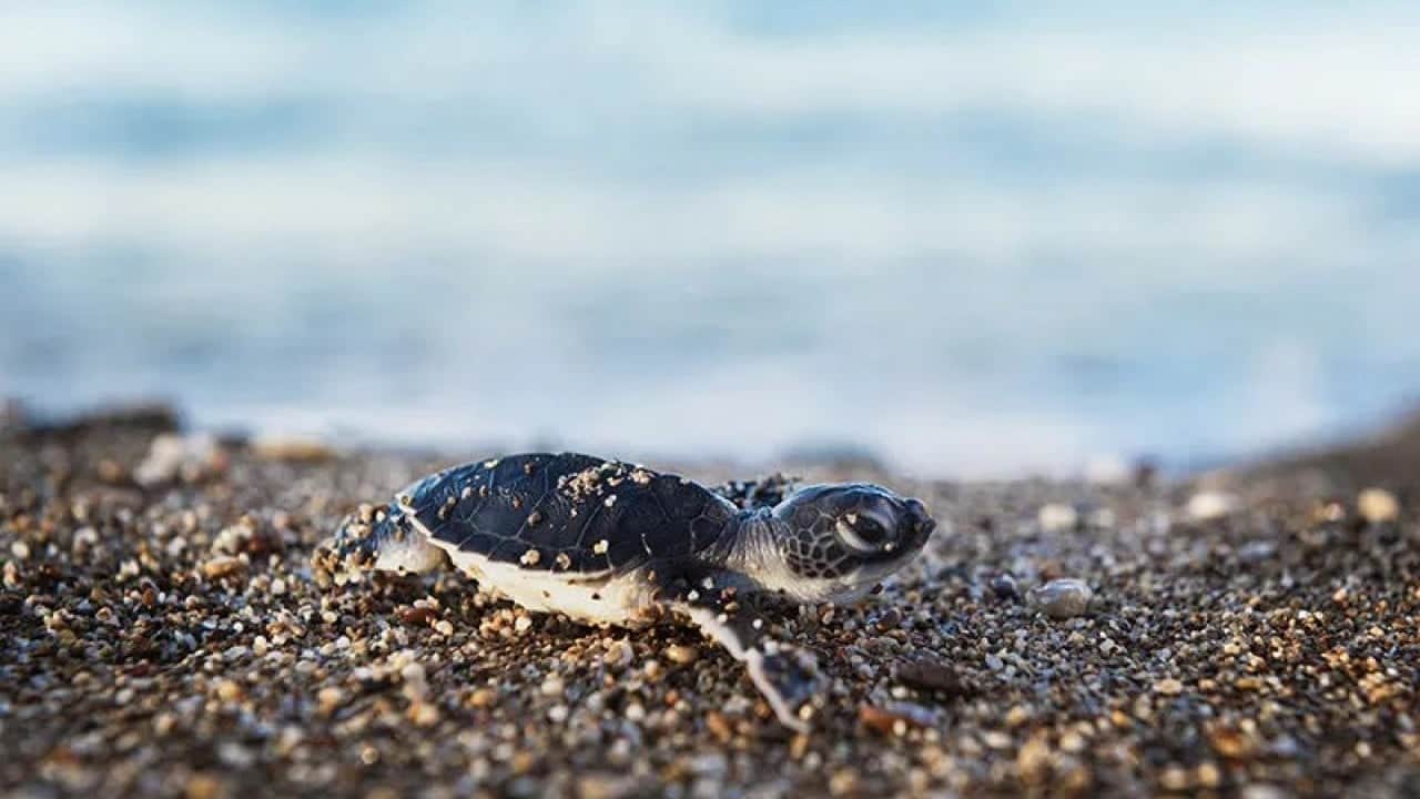 Foto - Türkiye Mavi vatan hedefini ikiye katladı