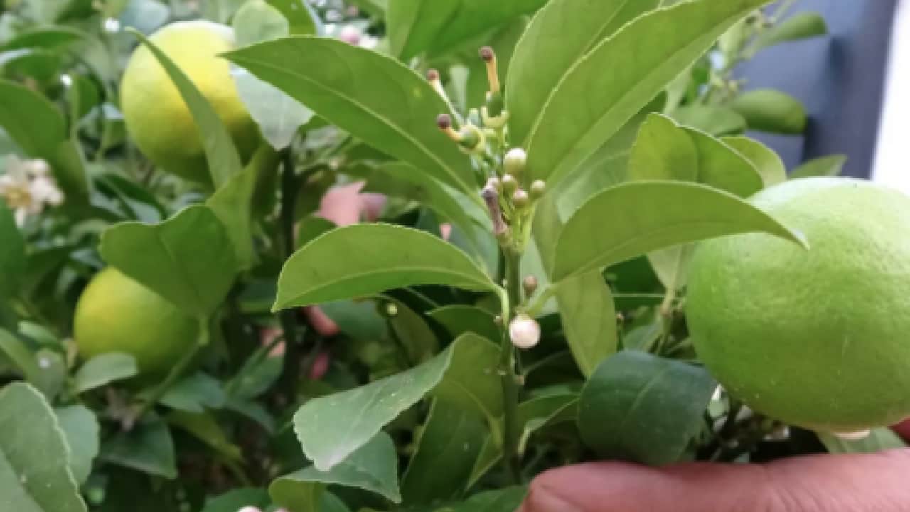 Foto - Türkiye'de çılgınlar gibi limon, mandalina, portakal almaya başladılar! Karadeniz'de fındığa artık alternatif oluyor