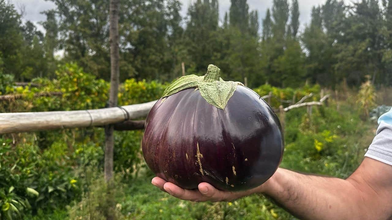 Foto - Türkiye'de en çok sevilen geleneksel vazgeçilmez iki yemek, sofralara geliyor: Karnıyarık ve hünkarbeğendi tarifi