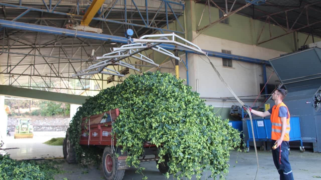 Foto - Türkiye’de sadece bu ilçede yetişiyor: İçecek devlerinin "yeşil altını" için hasat zamanı