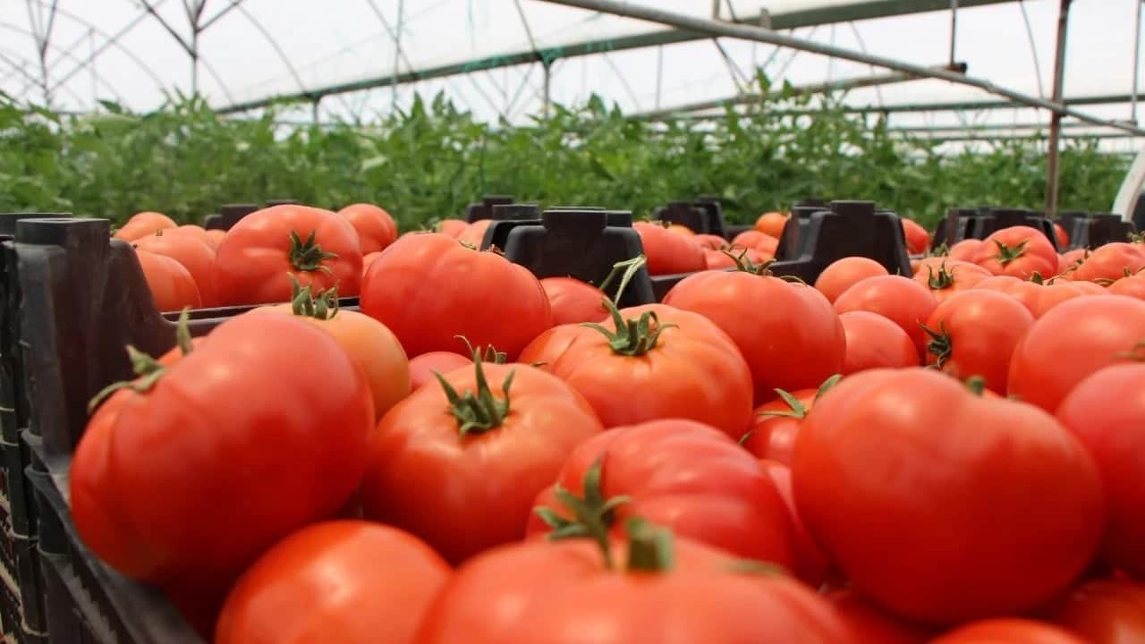 Foto - Türkiye'den gönderilen domates ve biberleri acil koduyla imha ettiler