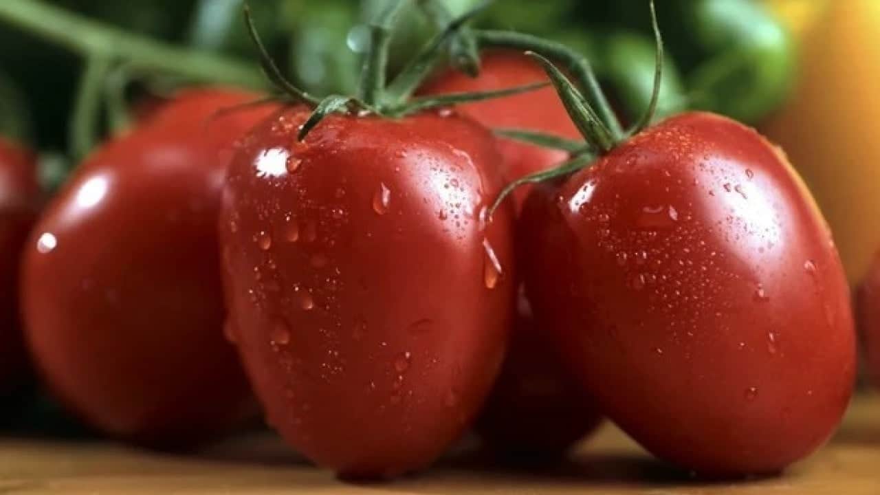 Foto - Türkiye'den gönderilen domates ve biberleri acil koduyla imha ettiler