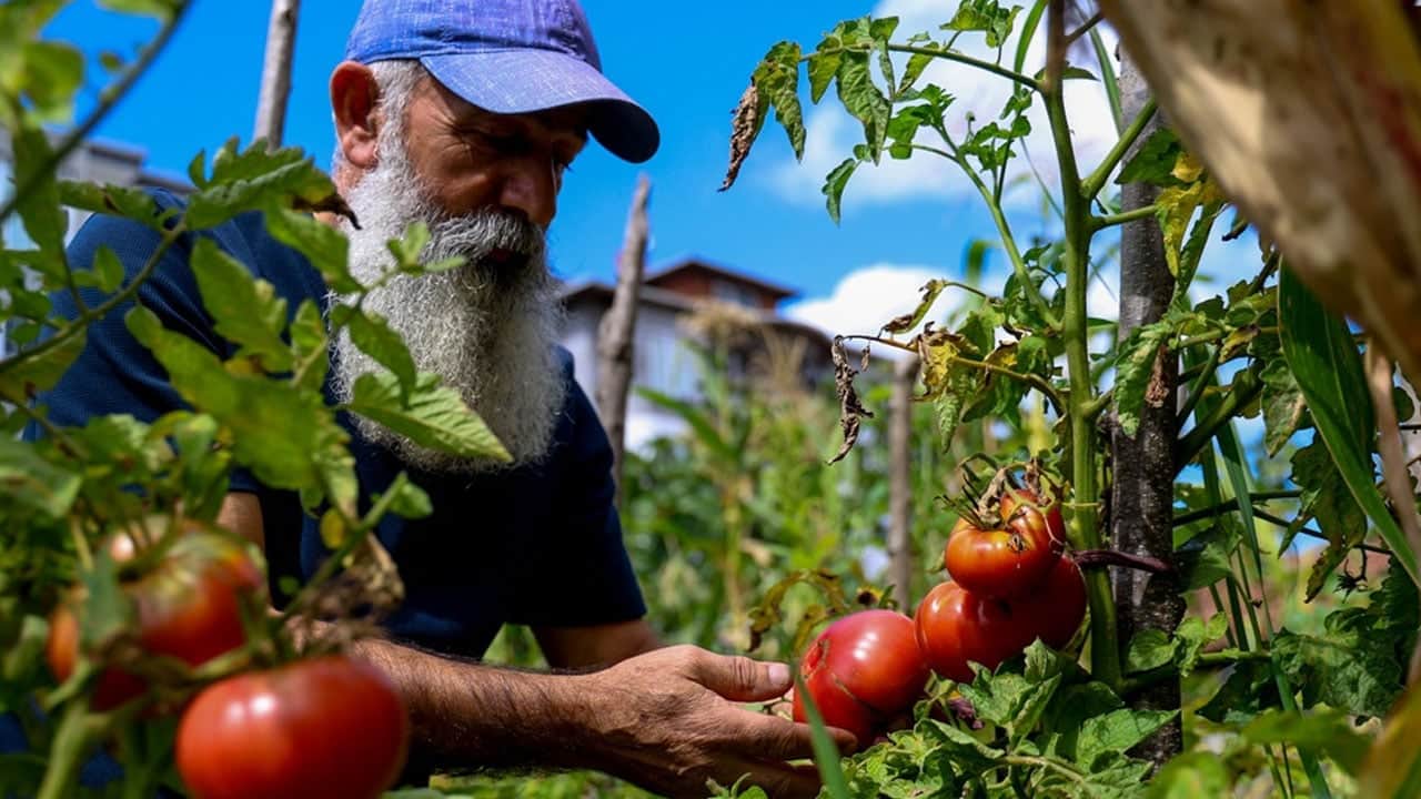 Foto - Türkiye'nin dört bir kentinden talep arttı: Ata tohumundan yetiştirilen domatesi bedava dağıtıyor! 
