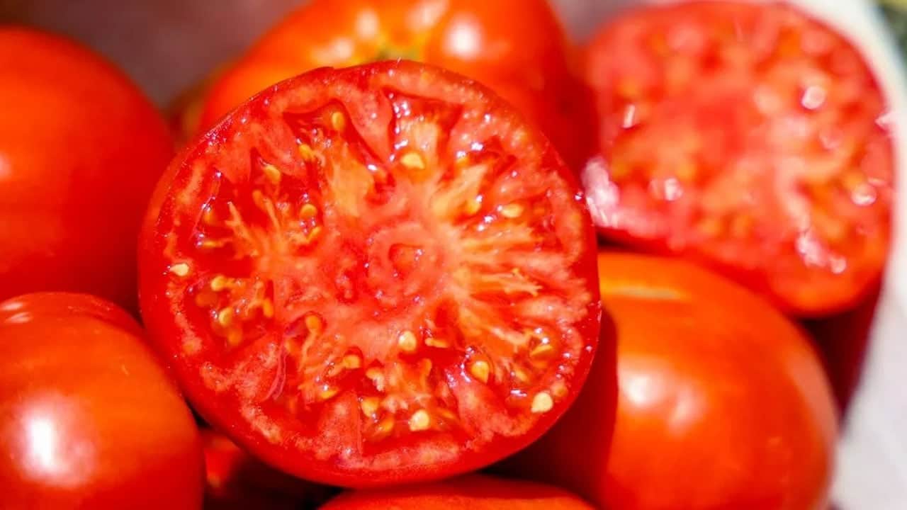 Foto - Türkiye'nin dört bir kentinden talep arttı: Ata tohumundan yetiştirilen domatesi bedava dağıtıyor! 