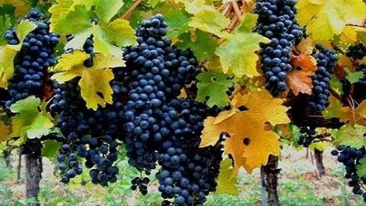 Foto - Türkiye'nin dört bir yanından kasa kasa satın alınan üzüm pekmezi kazan kazan kaynatılıyor, bakın neye iyi geliyor