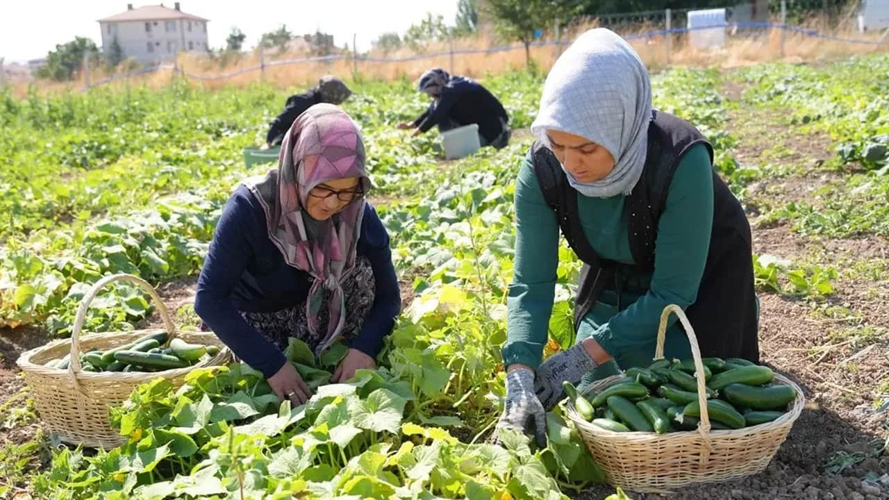 Türkiye'nin yeşil altını: Meyve ve sebze ile turşu doğal yöntemle, pişiriliyor, 45 çeşidiyle dünyada ilgi görüyor