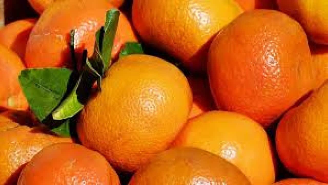 Foto - Türkiye'yi sarsan mandalina skandalı! Artık yemeye korkacaksınız, hepsi imha edildi