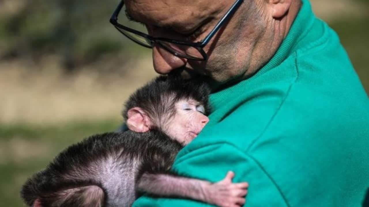 Foto - Hastalıklı maymunlar ülkeyi karıştırdı! Alarm durumuna geçildi!