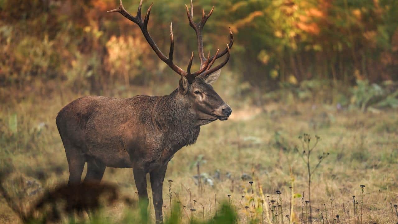 Foto - Uludağ'da kızıl geyik böyle görüntülendi