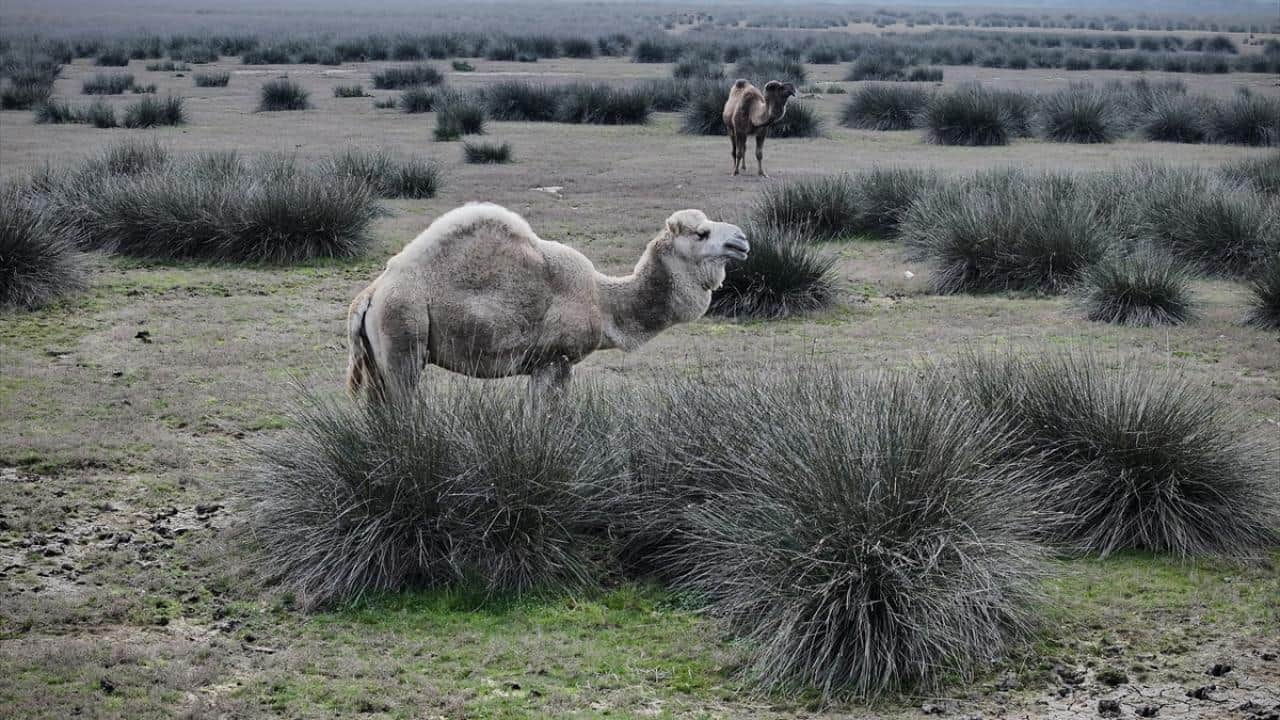 Foto - UNESCO Dünya Mirası Geçici Listesi'nde! Kızılırmak Deltası’nda şimdi bahar zamanı