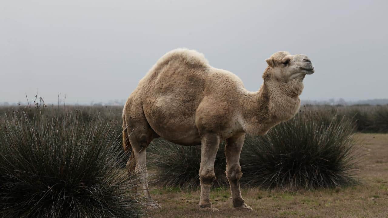 Foto - UNESCO Dünya Mirası Geçici Listesi'nde! Kızılırmak Deltası’nda şimdi bahar zamanı