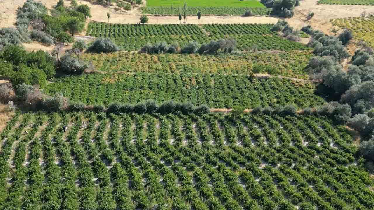 Foto - Urartulardan kalan 2800 yıllık miras: Erciş üzümünde hasat zamanı!