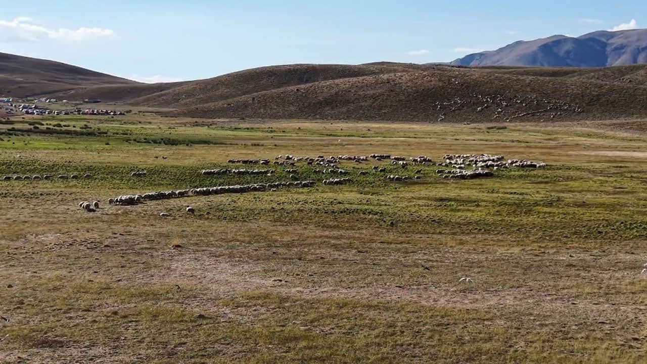 Foto - Üreticiler kara kara düşünüyor! 150 bin TL maaşa rağmen çalışacak çoban yok