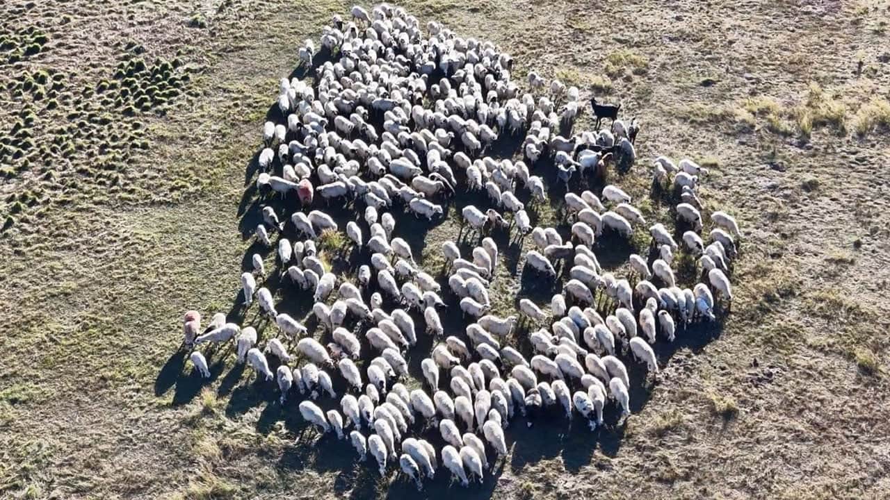 Üreticiler kara kara düşünüyor! 150 bin TL maaşa rağmen çalışacak çoban yok