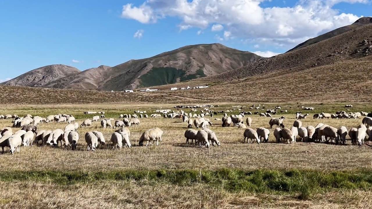 Foto - Üreticiler kara kara düşünüyor! 150 bin TL maaşa rağmen çalışacak çoban yok