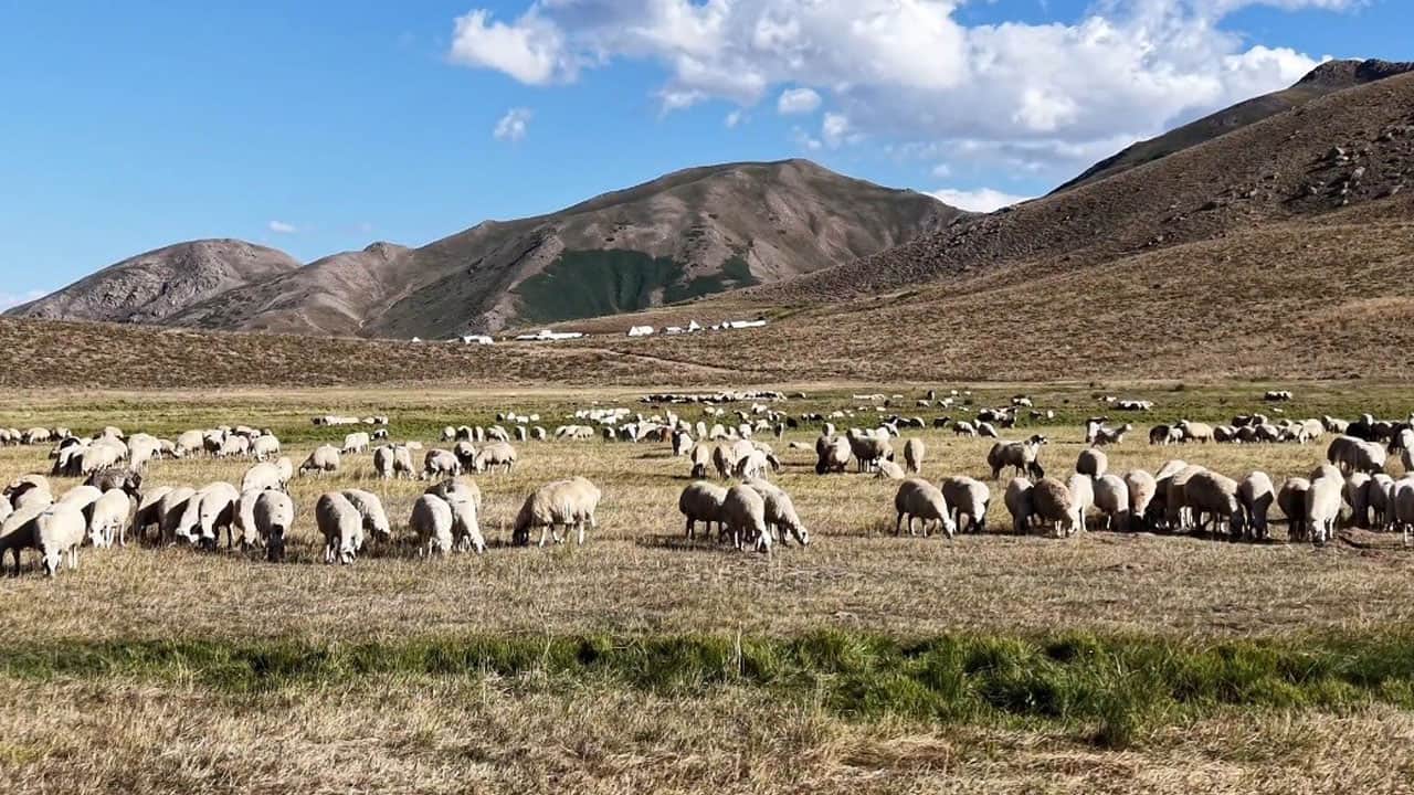 Foto - Üreticiler kara kara düşünüyor! 150 bin TL maaşa rağmen çalışacak çoban yok