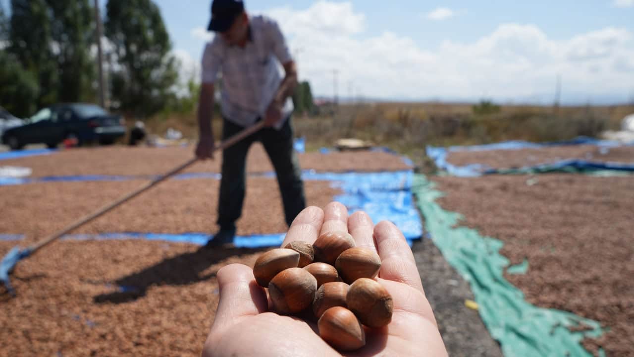 Foto - Üreticilerin zorlu mesaisi! Yağmur fındığı Trabzon’dan Bayburt’a taşıdı