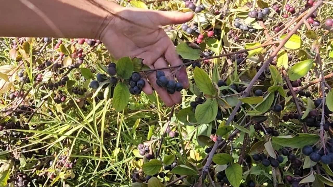 Foto - Üreticinin tavsiyesi: 'Mor altın' tek tek elle toplanıyor, talep yağıyor! Suyunu içen şifa buldu... Fiyatı kaç lira? 